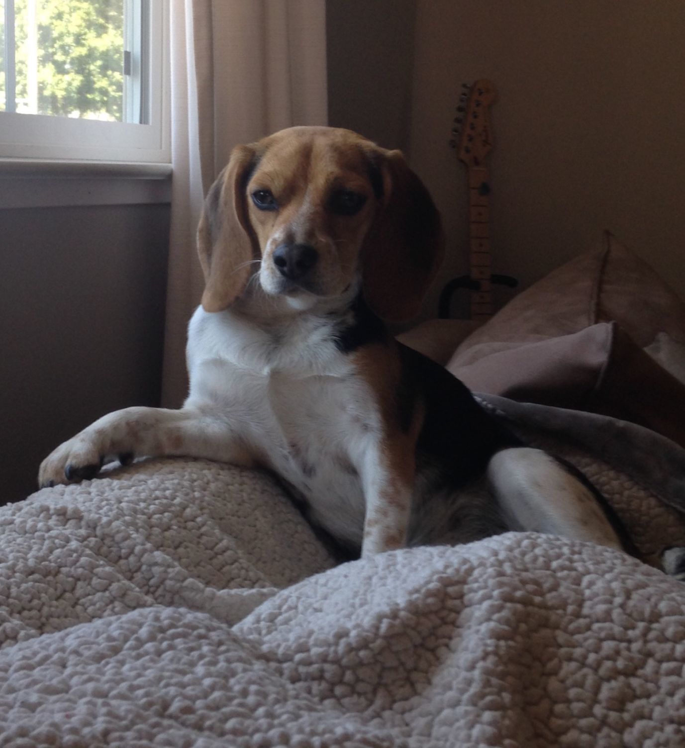 Pic of the Litter: Trixie